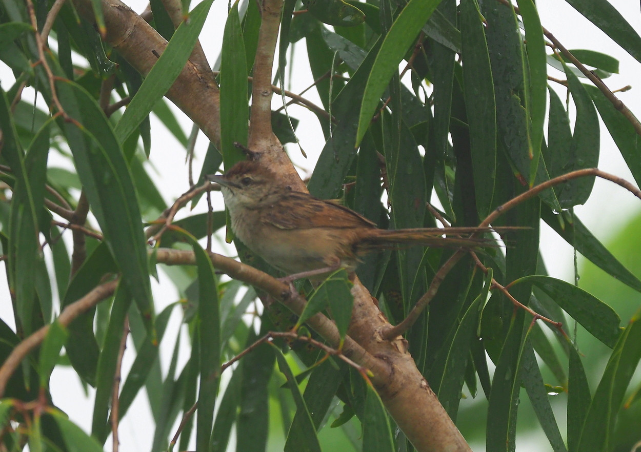 image Tawny Grassbird